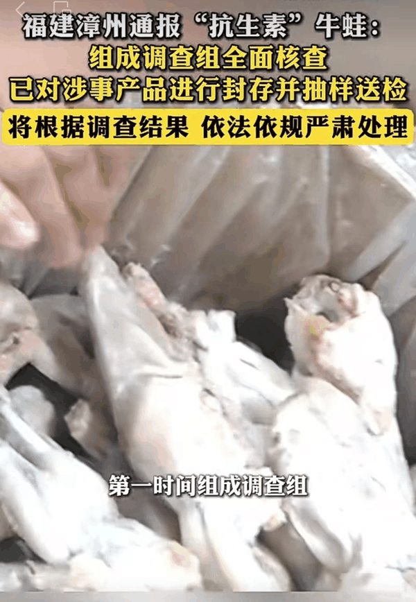 ▲部分地方的牛蛙养殖、厂家制作包装、商家销售……整个产销链条的抗生素检测把关都形同虚设。图/澎湃新闻