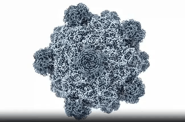 从零开始设计出完整且功能正常的病毒——噬菌体。图片来源：斯坦福大学Arc研究所