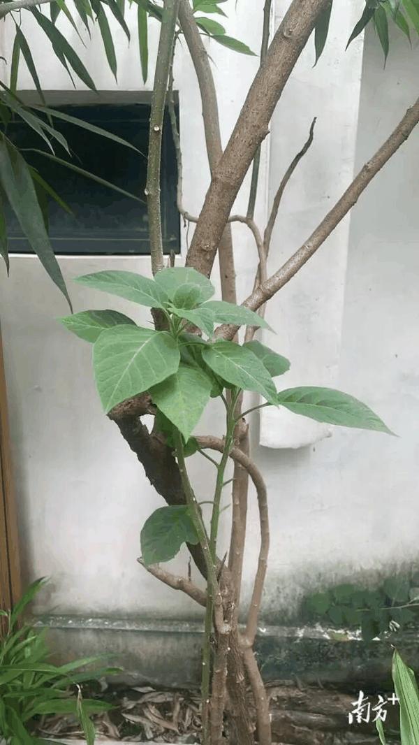 姚老先生所采摘的“青草药”。受访者供图