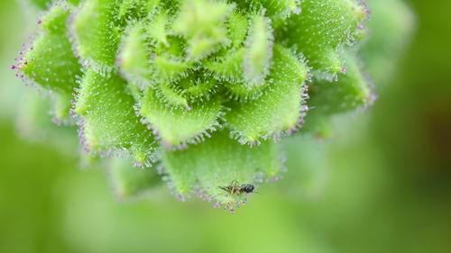 中国科学院昆明植物研究所供图