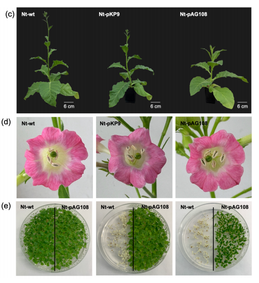（来源：Frontiers in Plant Science）