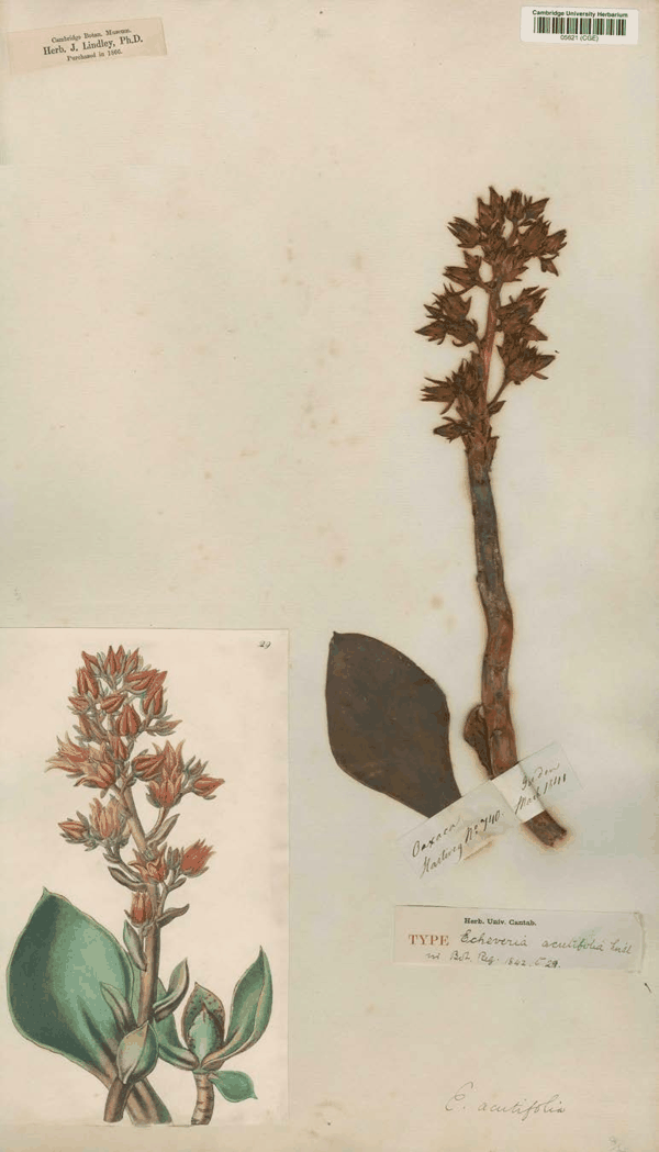 图 5 林德利馆藏哈特韦格采集Echeveria acutifolia模式标本（CGE05621）.jpg