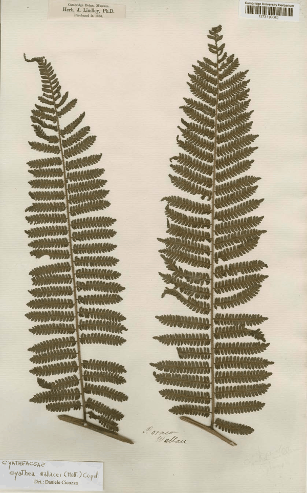 图 9 华莱士婆罗洲采集Cyathea wallacei蕨类标本（CGE12731）.jpg