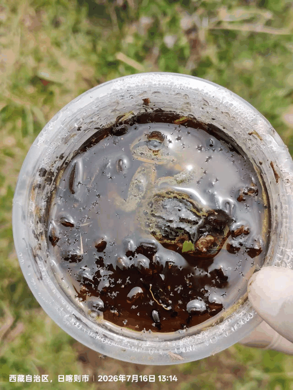 8 杯诱中的青蛙.jpg