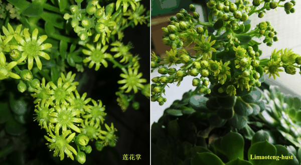 l莲花掌.jpg