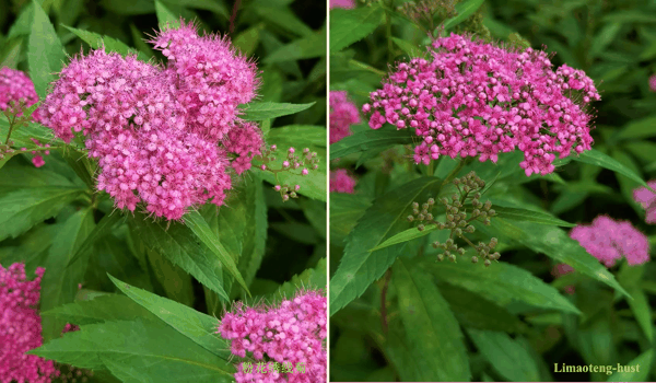f粉花绣线菊.jpg
