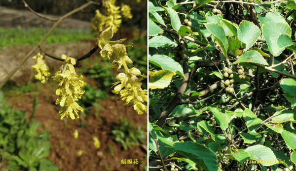 l蜡瓣花.jpg