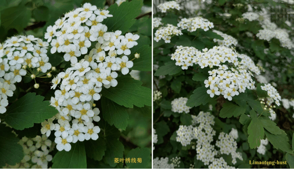 l菱叶绣线菊.jpg