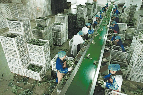 　　图为工人在工厂流水线对西兰花进行分拣加工通讯员屈吕标摄