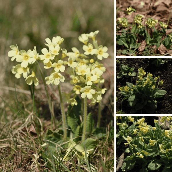 牛唇报春（Primula elatior，oxlip）.jpg