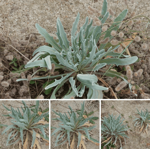 报春花属 海紫罗兰 Matthiola sinuata (L.) W.T.Aiton.png