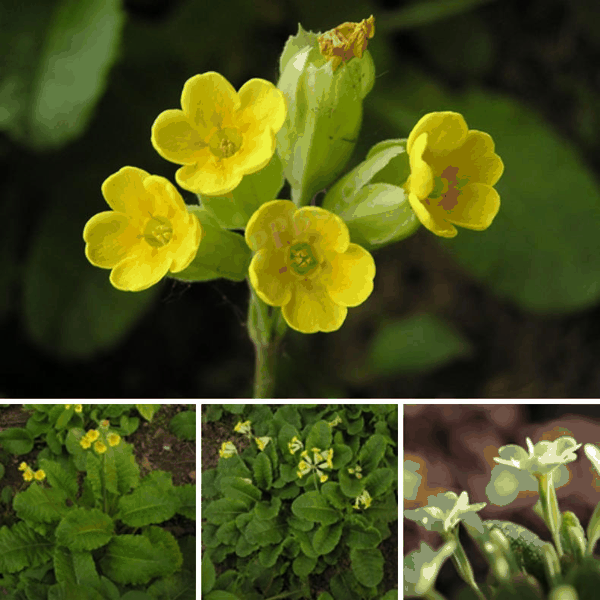黄花九轮草（Primula veris，cowslip）.jpg