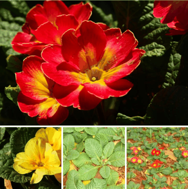 欧报春（Primula vulgaris，primrose）.jpg