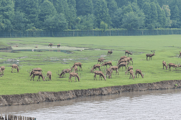 江苏泰州溱湖国家湿地公园，麋鹿核心栖息地。图/IC photo