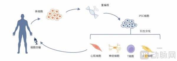 iPSC治疗示意图 来源：沙利文