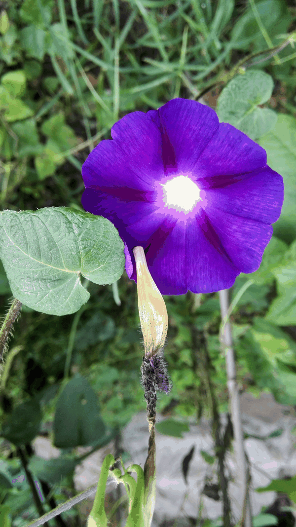 圆叶牵牛 Pharbitis purpurea (6).jpg