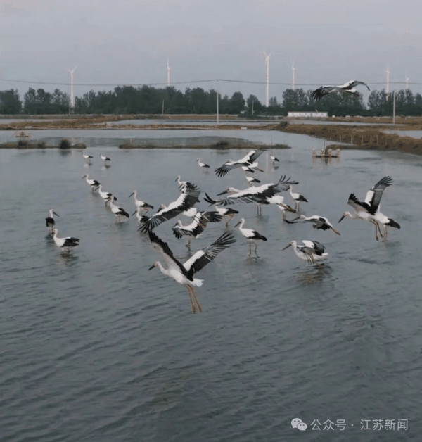 东方白鹳在蟹塘干饭。胡定松供图