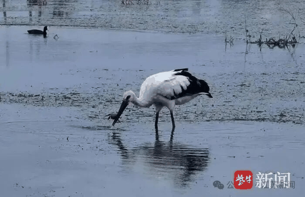东方白鹳在蟹塘干饭。胡定松供图