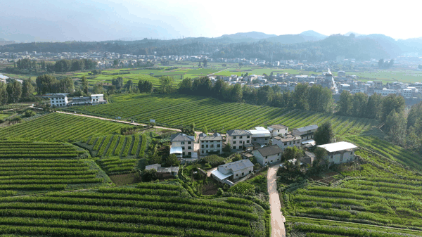 ▲2026年8月20日，湖北房县，山上绿树成荫，山下田畴沃野，构成一幅绿富美的乡村画卷 图据视觉中国