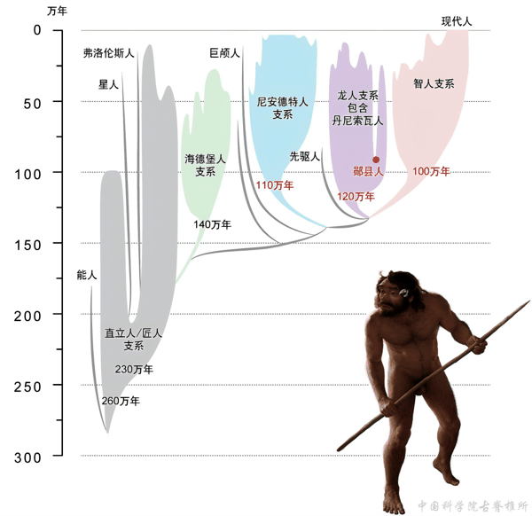 人属系统演化图.png