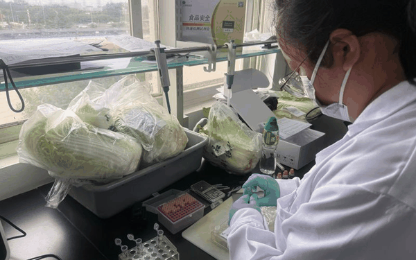 ▲某农产品市场检验检测中心工作人员正在检测大白菜。新京报记者 陈琳 摄