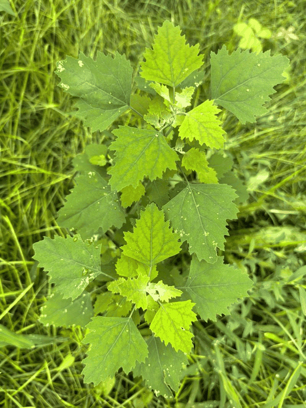 藜属植物。受访者供图