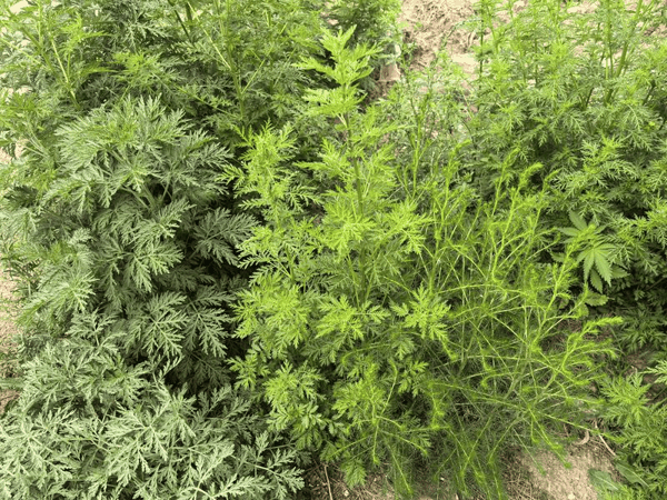 大籽蒿（左），黄花蒿（中），猪毛蒿（右）。受访者供图