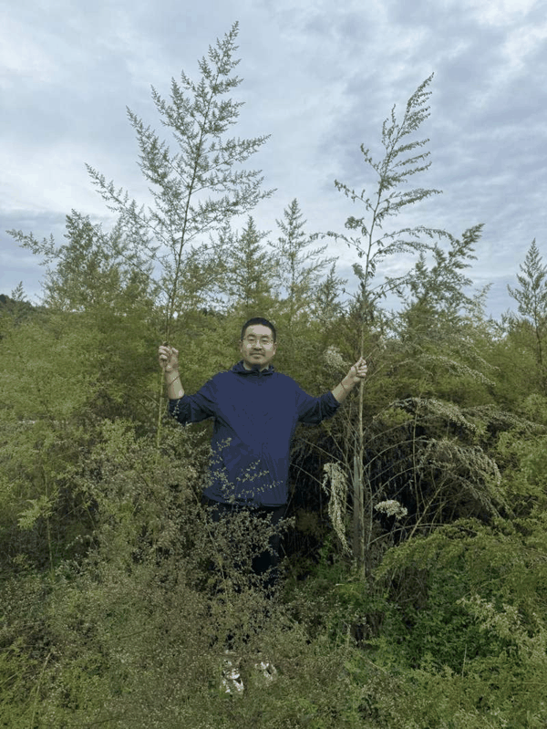 陈超去年在延庆发现，画面左侧的黄花蒿和右侧的大籽蒿高度接近3米。受访者供图