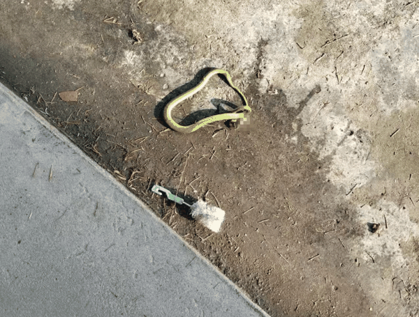 ▲被打死的竹叶青毒蛇