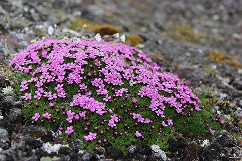 开满花朵的植株.JPG