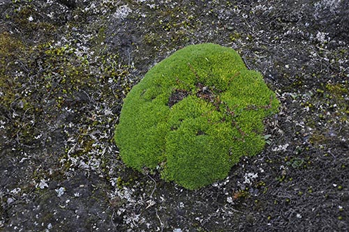 正常的植株呈半球体.JPG