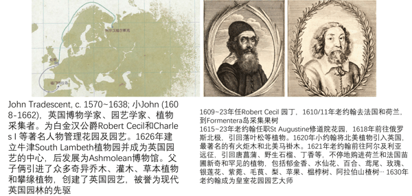 1610~24 Tradescent 最早将新大陆植物引进到英国.jpg