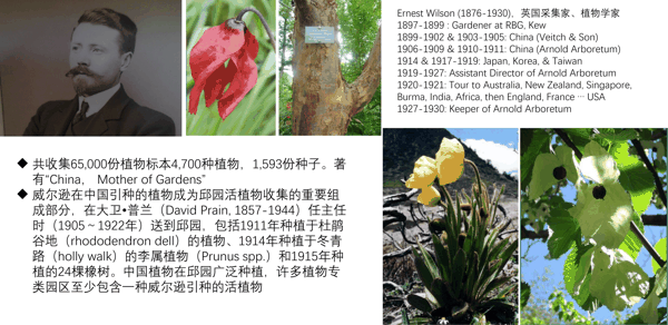 1899~1911 威尔逊 中国 园林之母.jpg