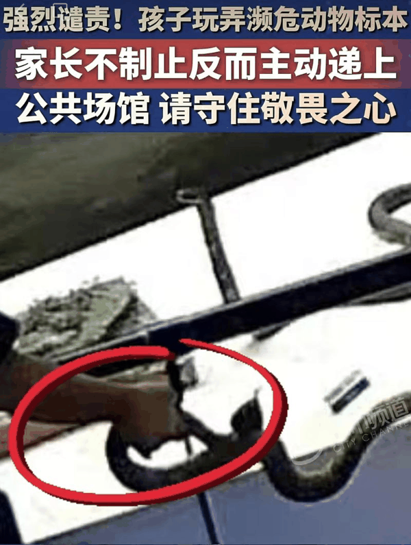 ▲两孩子在博物馆展厅里，手抓、脚踢标本，随行父亲跟着一起玩闹，致标本受损。图/河南广播电视台