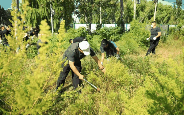 工作人员在大兴区割除黄花蒿。北京市园林绿化局供图