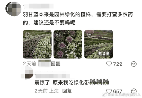 ▲网友称羽衣甘蓝需要打很多农药