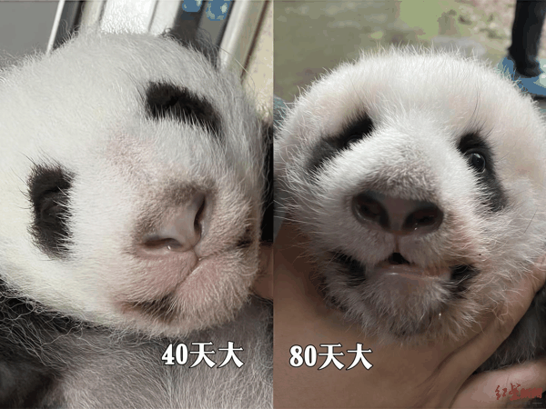 ▲随着生长发育，“北侠”下颌偏斜逐渐加重