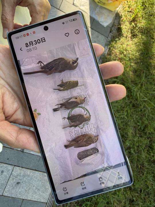 在望京利星行中心附近健身的市民向志愿者小梁提供鸟类撞击后的尸体照片。受访者供图