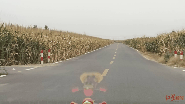 ▲枣园村周边的玉米地