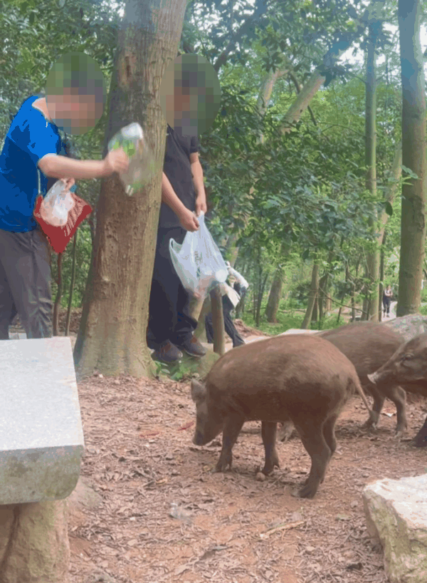 ▲钟先生发布的野猪讨食视频截图