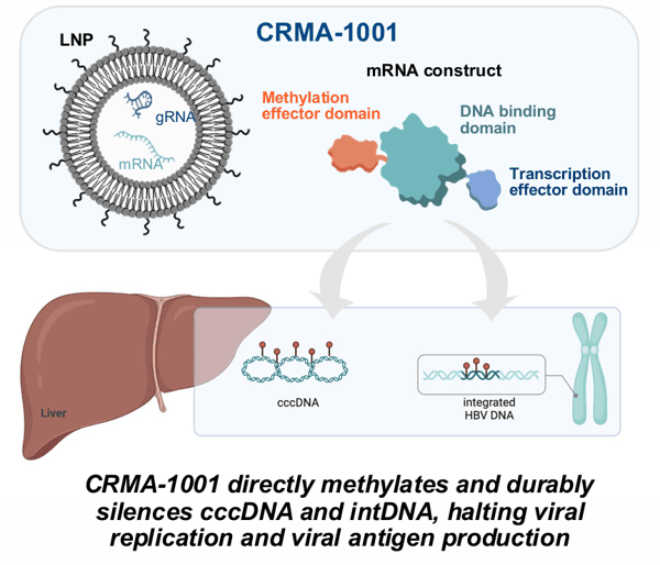 图 | CRMA-1001 的作用机制示意。（来源：nChroma）