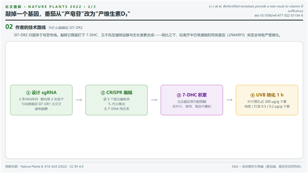 敲掉一个基因，让维生素D3的原料不断积累，图源丨九叶刀使用AI绘制