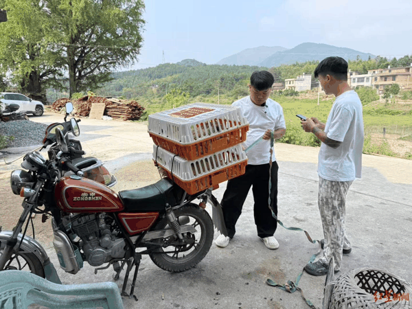 ▲忙不过来时，兄弟俩会拉着部分鸡鸭去亲戚家里，请人帮忙宰杀 