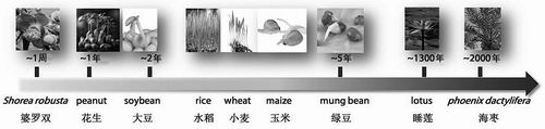 中国水稻研究所供图