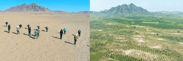 蚂蚁森林464号林柠条种植前后对比-内蒙古科右中旗