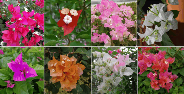 叶子花.jpg