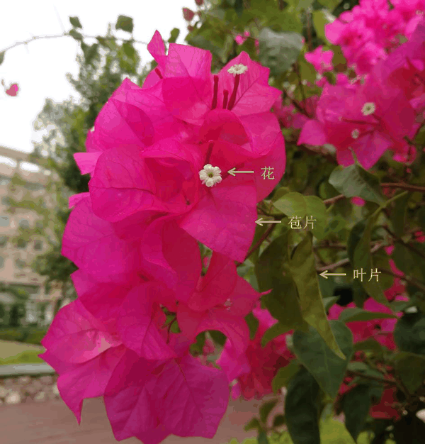叶子花1.jpg