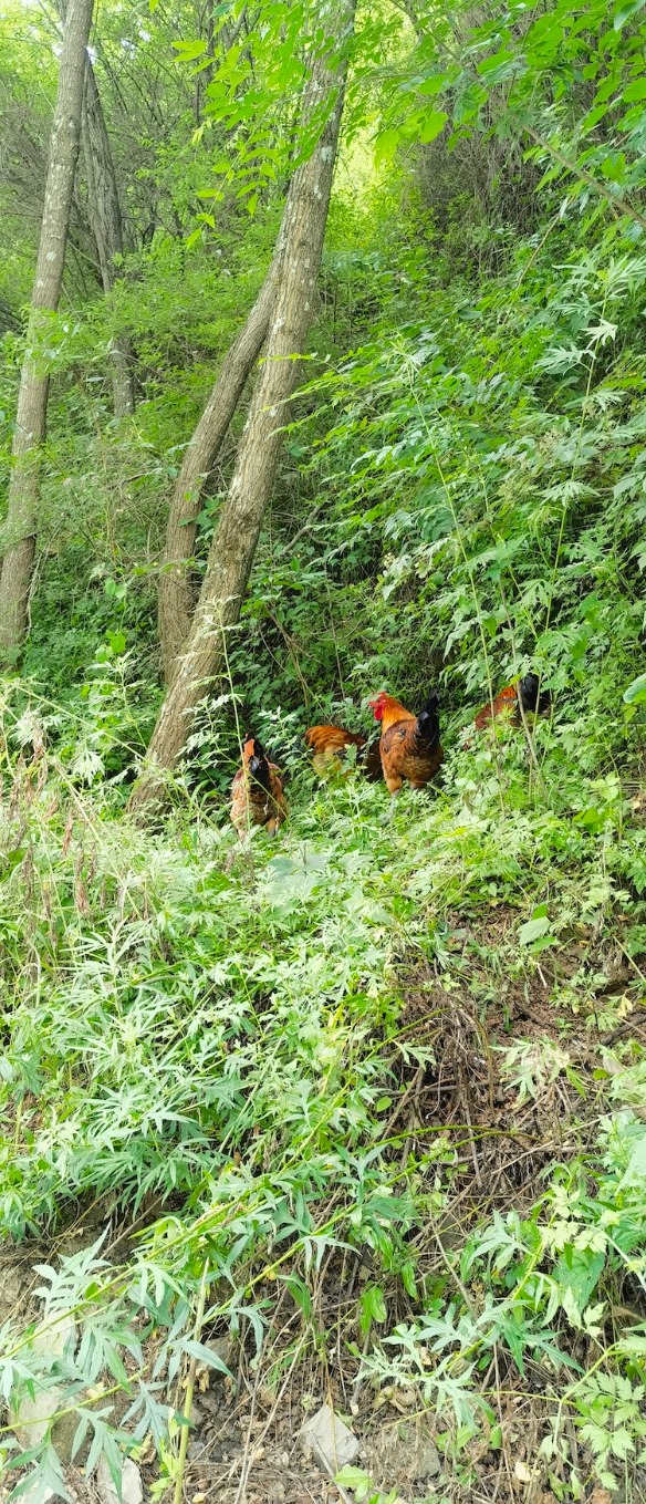 阳尕山度假中心跑山鸡。李未来:摄.jpg