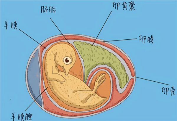 △ 羊膜卵的特征