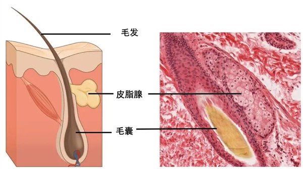 图 2. 毛囊皮脂腺结构（整理自参考文献[4]）